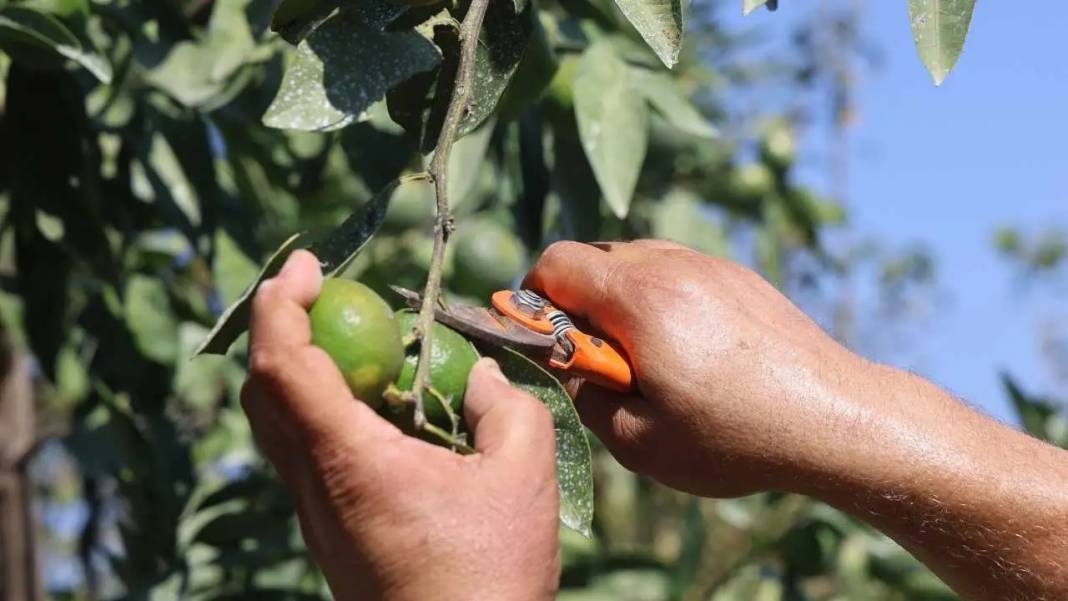 Hatay’da Buruk Mandalina Hasadı! Kuraklık Verimi Vurdu 4